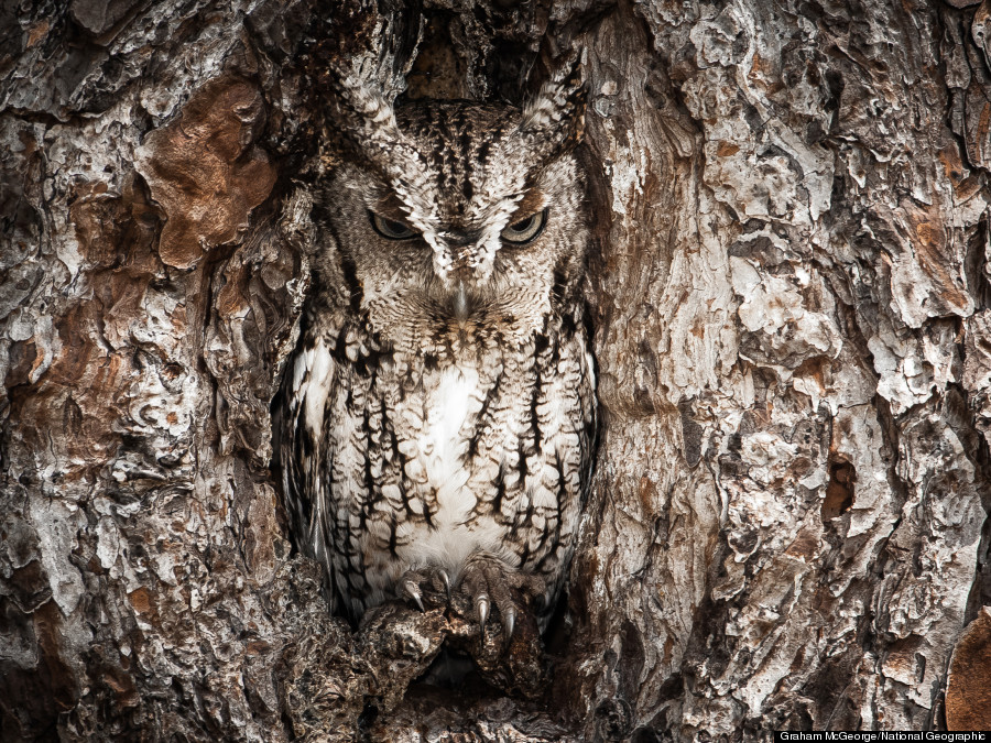 portrait of an eastern screech owl