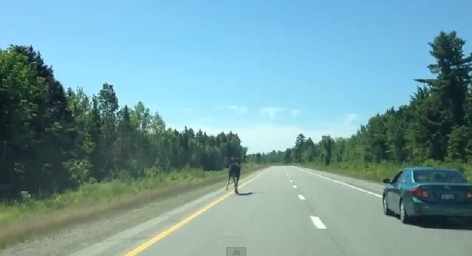 Moose Running Down Highway Makes Driver Very Excited (VIDEO)