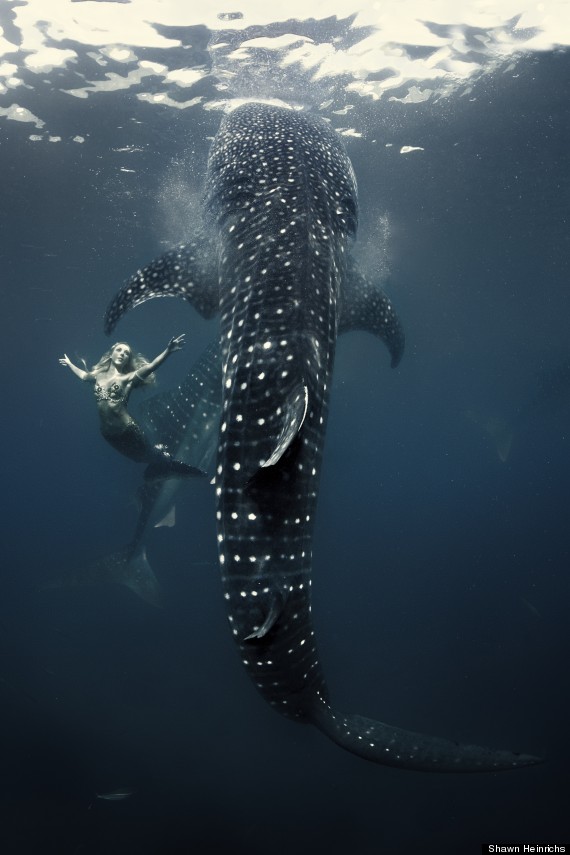 hannah mermaid swimming with whale shark