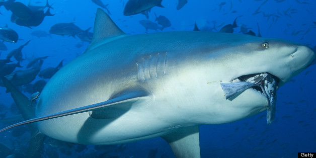 Shark Cull Announced By France Follows Second Fatal Attack Off Réunion ...