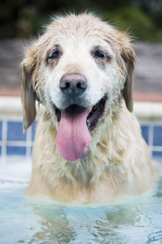 perro piscina