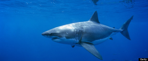 great white shark