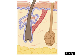 sweat gland