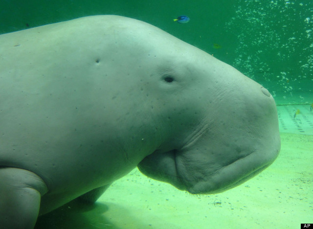 dugong manatee