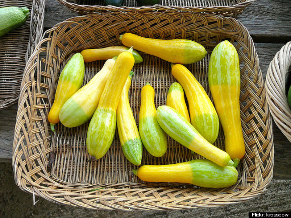 zephyr squash