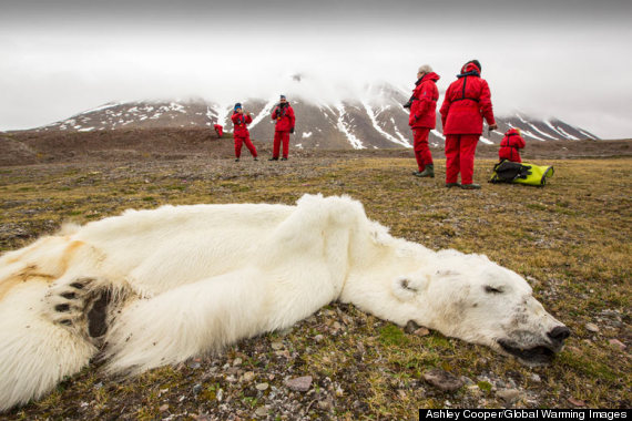Polar Bear Starves To Death From Climate Change, Scientists Say (PICTURE)