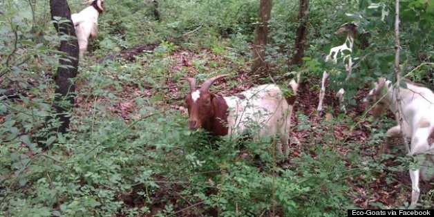 goats eating