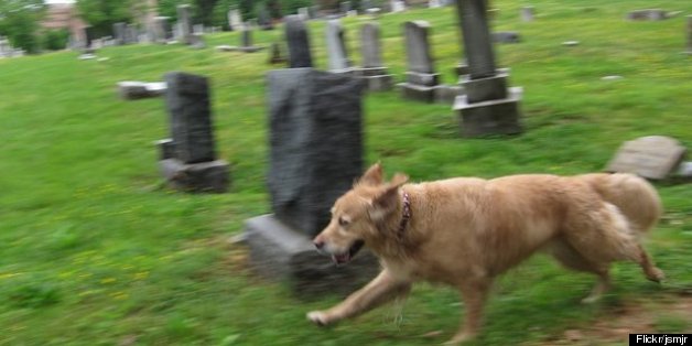 congressional cemeterty