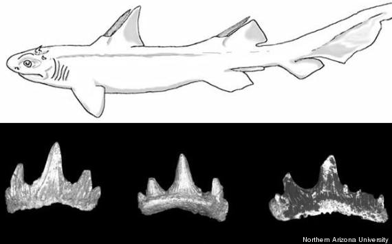 prehistoric shark horns