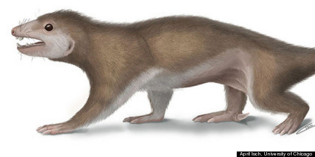 Mammal Ancestor Fossil Found In China May Shed Light On Lives Of Early ...