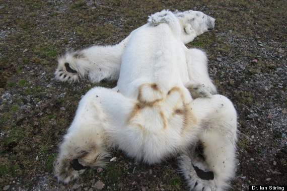 norwegian polar bear dead