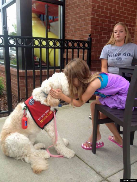 goldendoodle