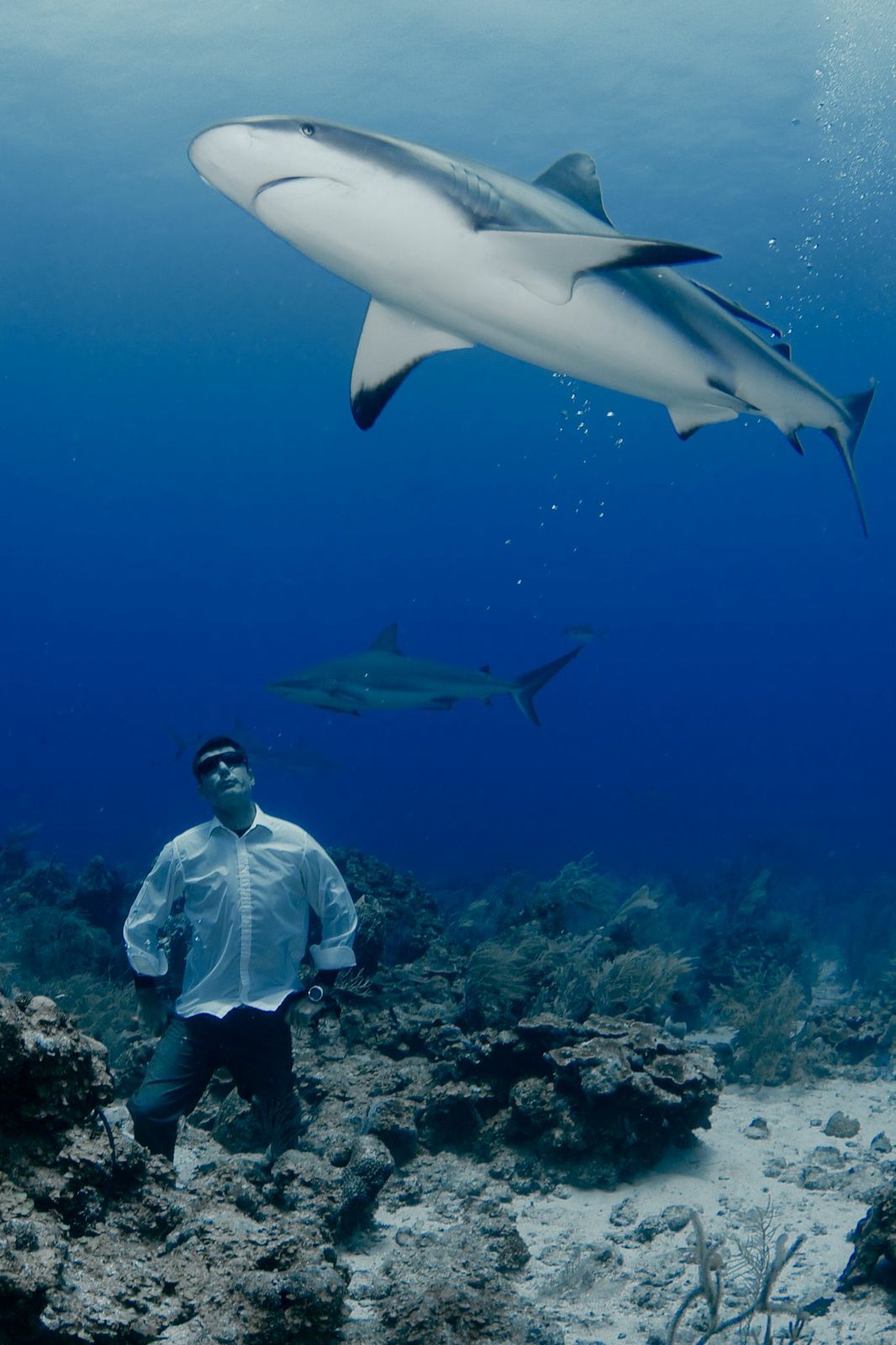 underwater photos shark