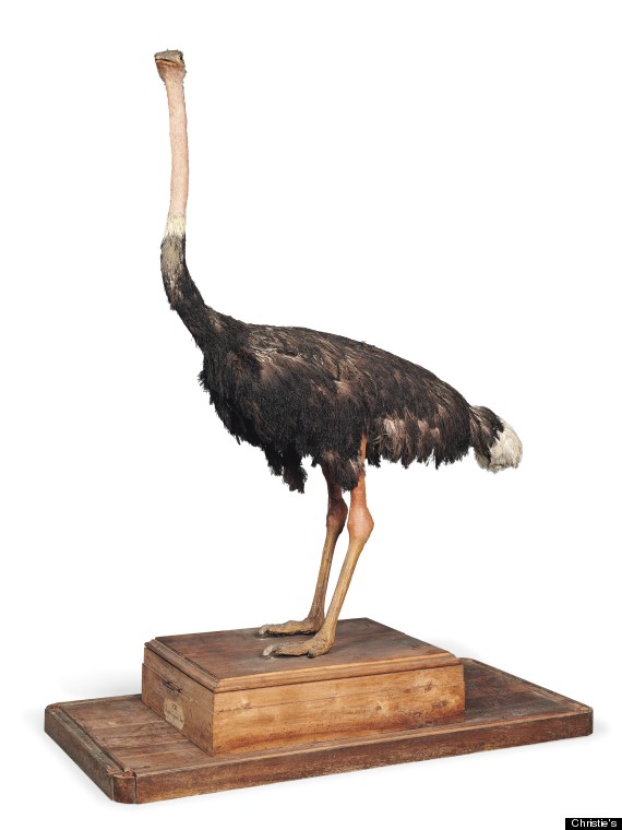 ostrich