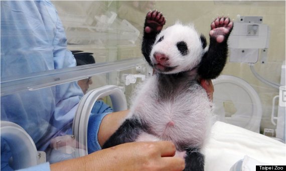 panda