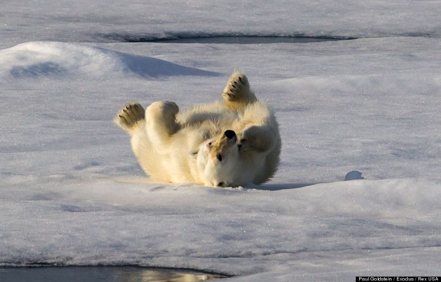 Polar Bear Works It (PHOTOS) | HuffPost