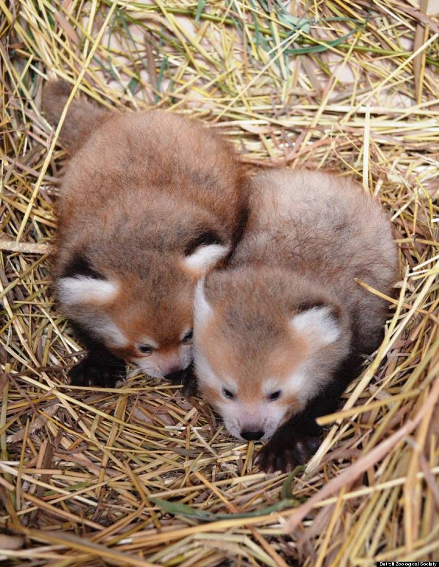 baby red pandas