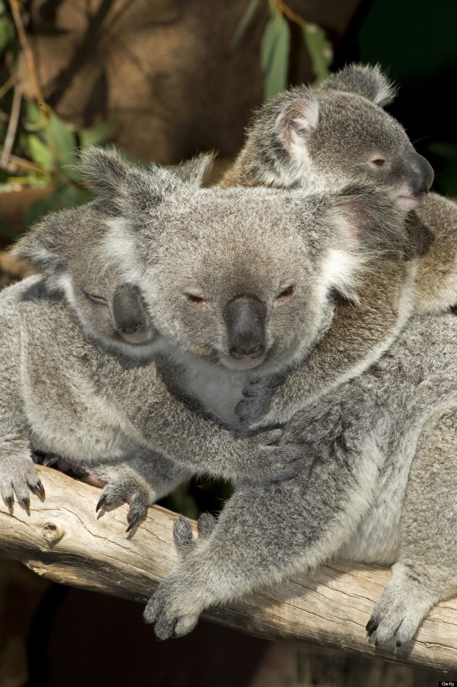 koala twins
