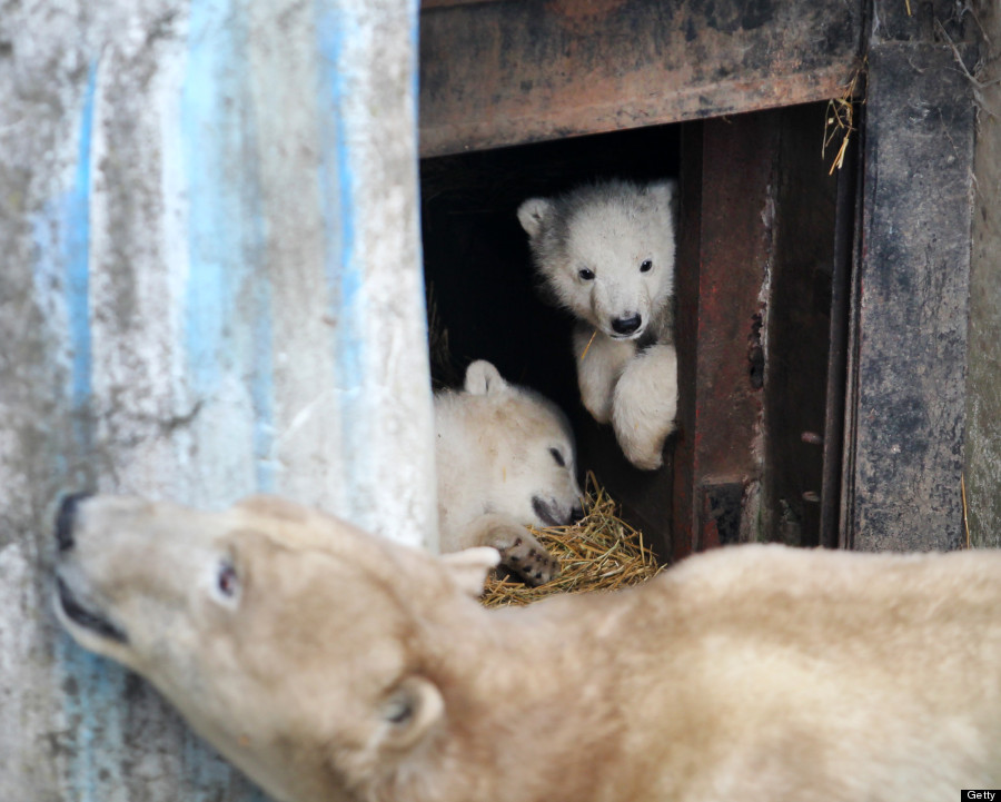 baby animals