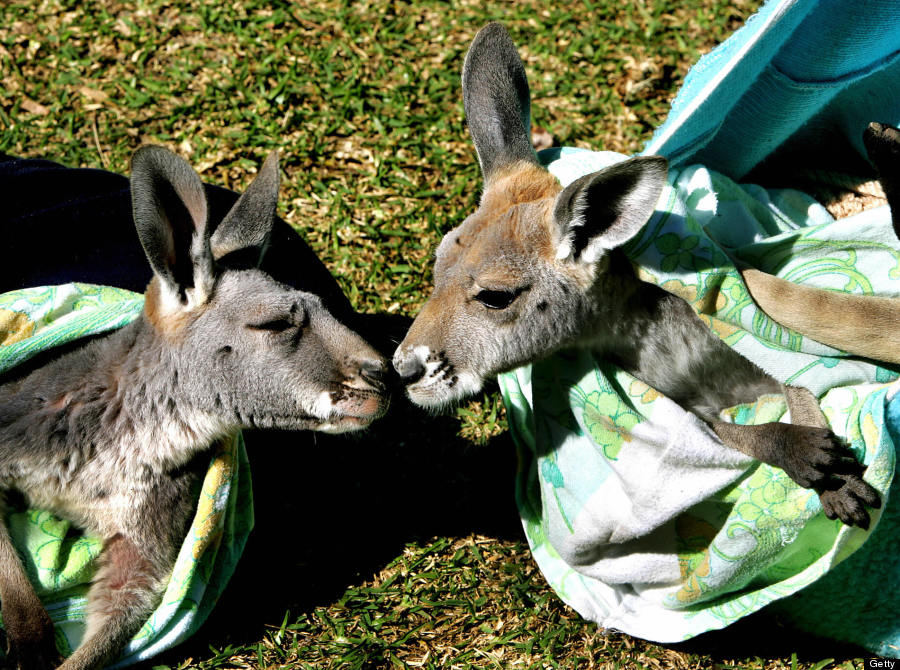 baby kangaroo twins