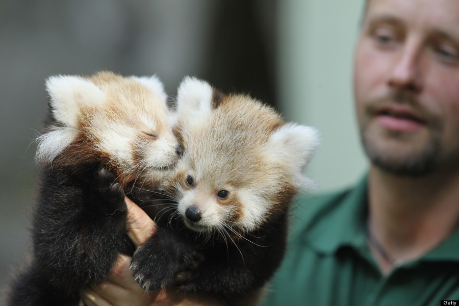 red pandas