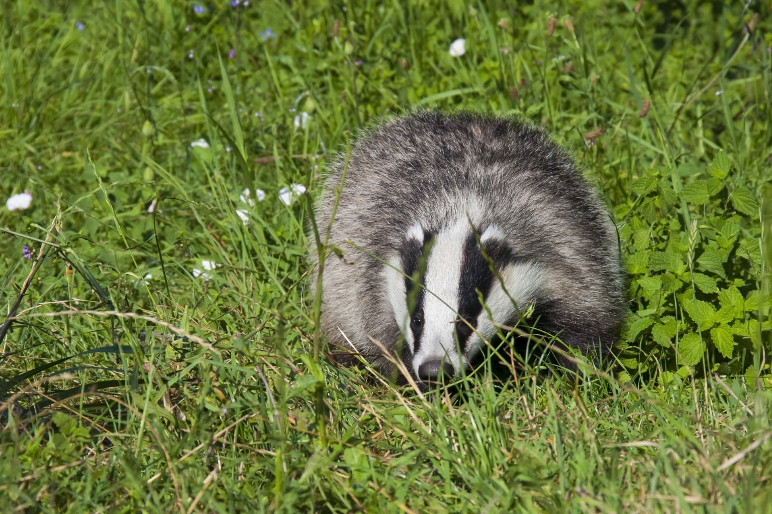 Badger Cull Humaneness Will Be Checked ‘Over The Phone,' Animal Welfare ...