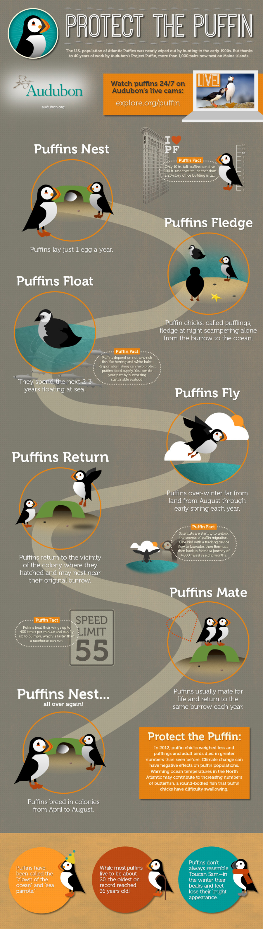 protect the puffin