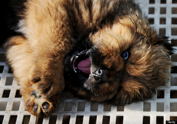 tibetan mastiff puppy