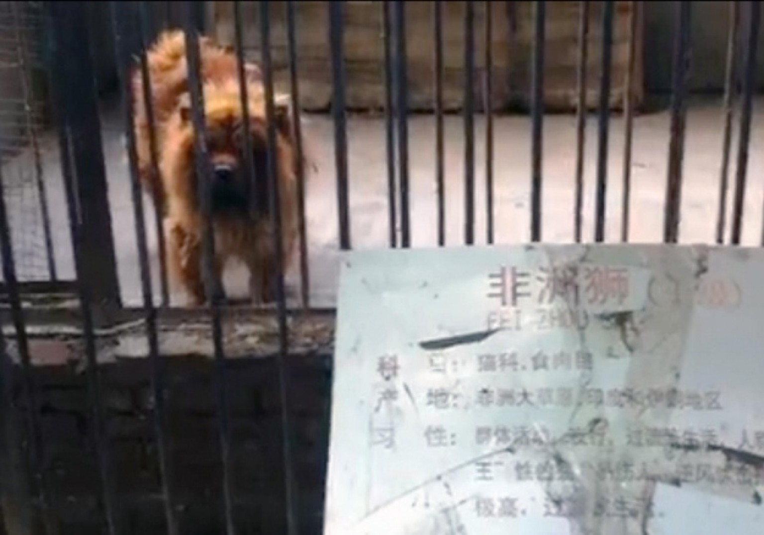 Dog 'Lion' At Chinese Zoo Didn't Fool As Many People As They'd Hoped ...