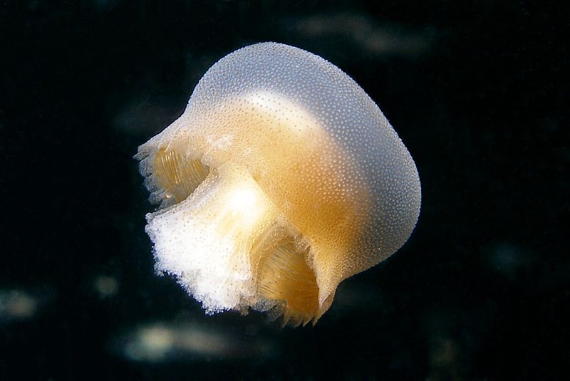 bazinga jellyfish