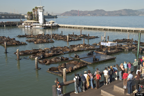 sea lion pier 39