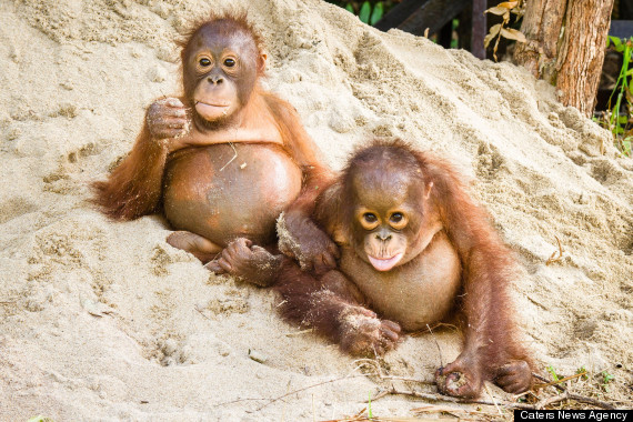 adorable orphaned orangutans