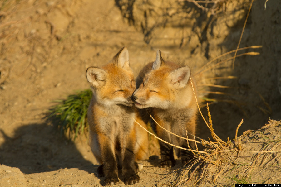 foxes