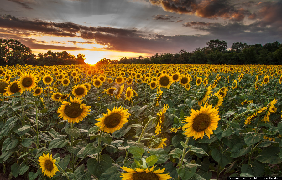 sunflowers