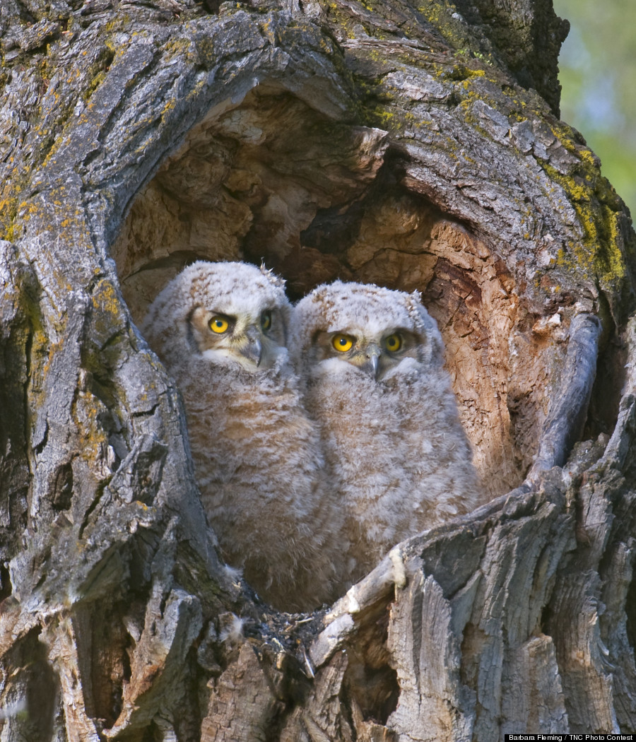 owl chicks