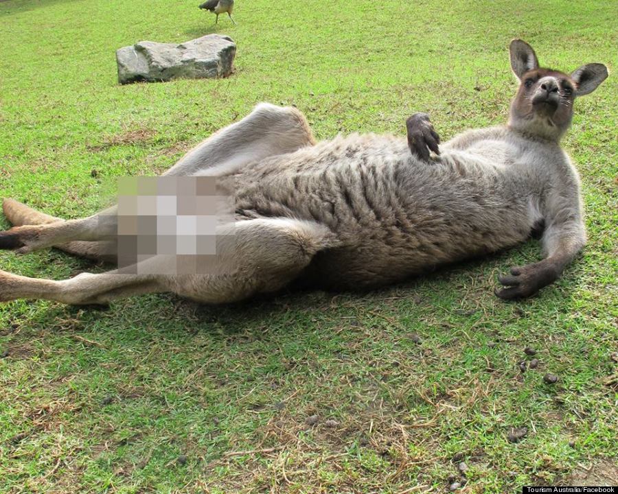 kangaroo genitals facebook