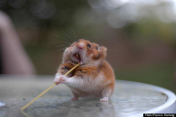 hamsters store food in cheeks