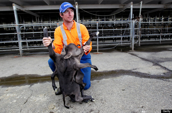 Deformed Calf In New Zealand Has 8 Legs, 4 Ears, 2 Bodies And One Head (PHOTOS) | HuffPost Weird News