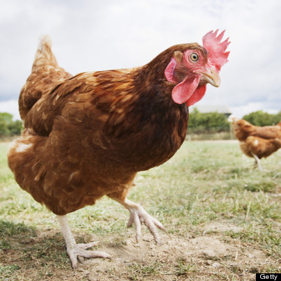 chicken looking at camera