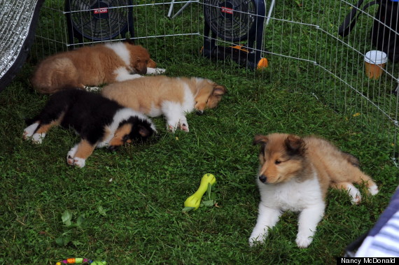 collie pups