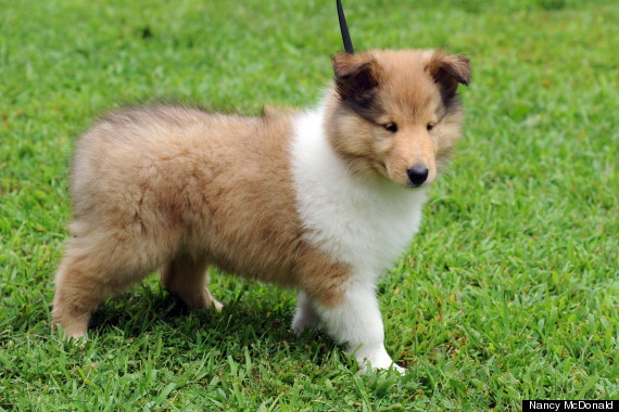 collie pup