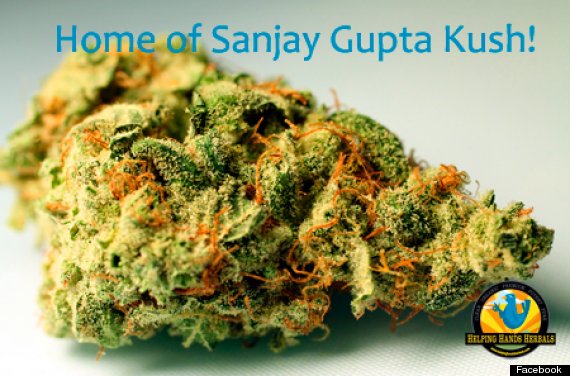 gupta kush