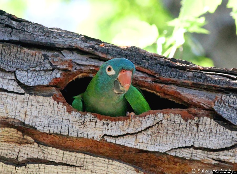 blue crowned conue