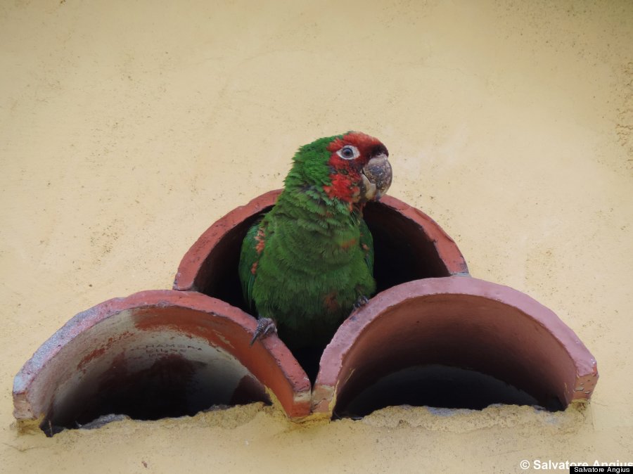 mitred conures