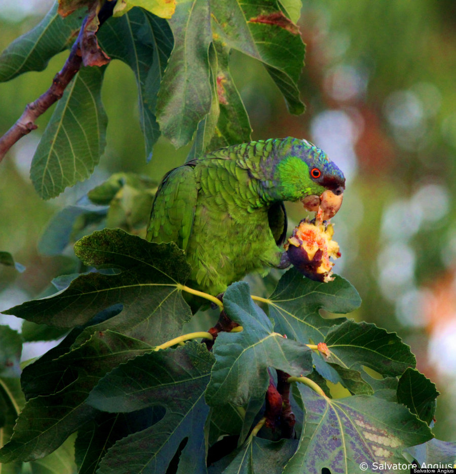 lilac crowned amazon