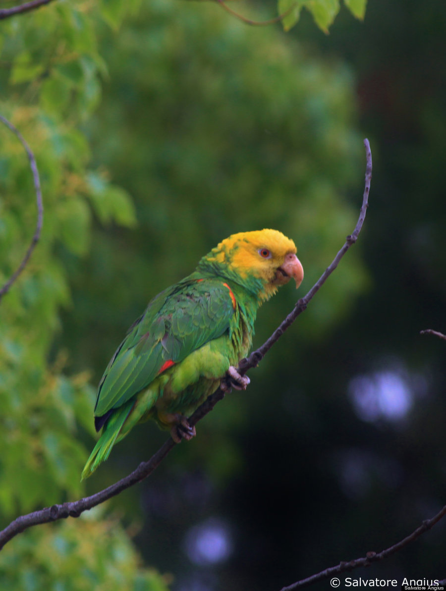 yellow head amazon