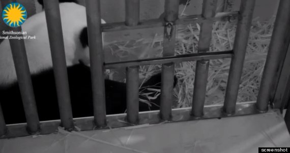 mei xiang