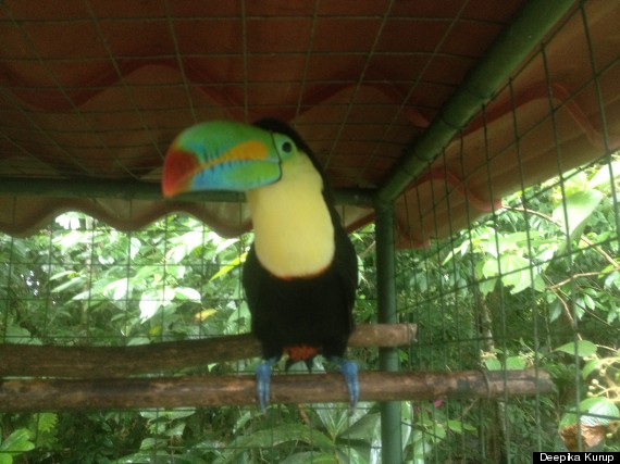 toucan