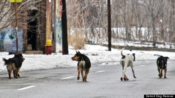 detroit dog rescue