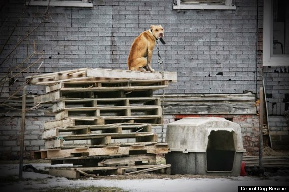detroit dog rescue